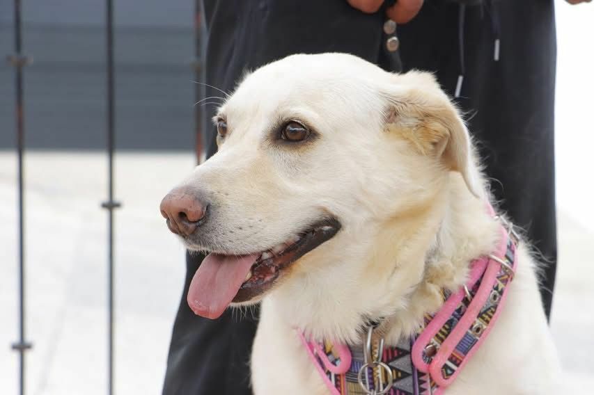 Huimilpan impulsa la creación de la Unidad de Protección y Control Animal
