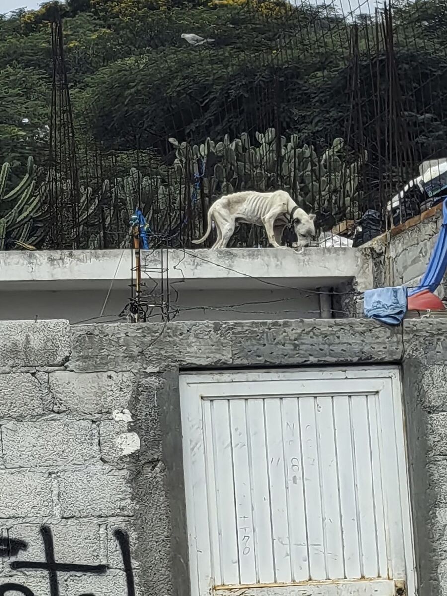 Borrador automático