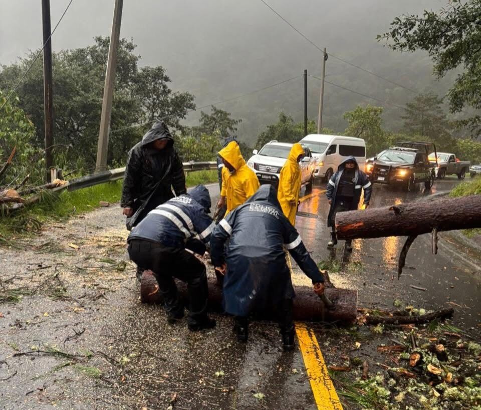 Borrador automático
