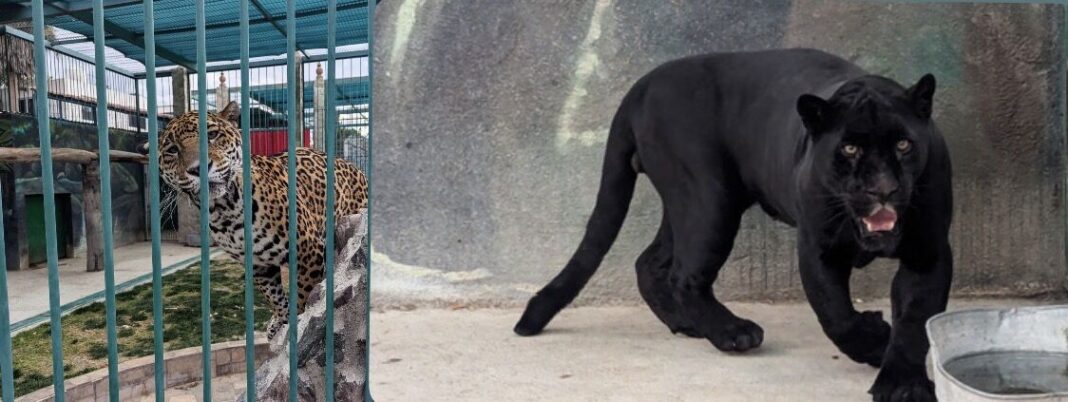 Traslada Profepa ejemplares de vida silvestre asegurados en cateo en Querétaro