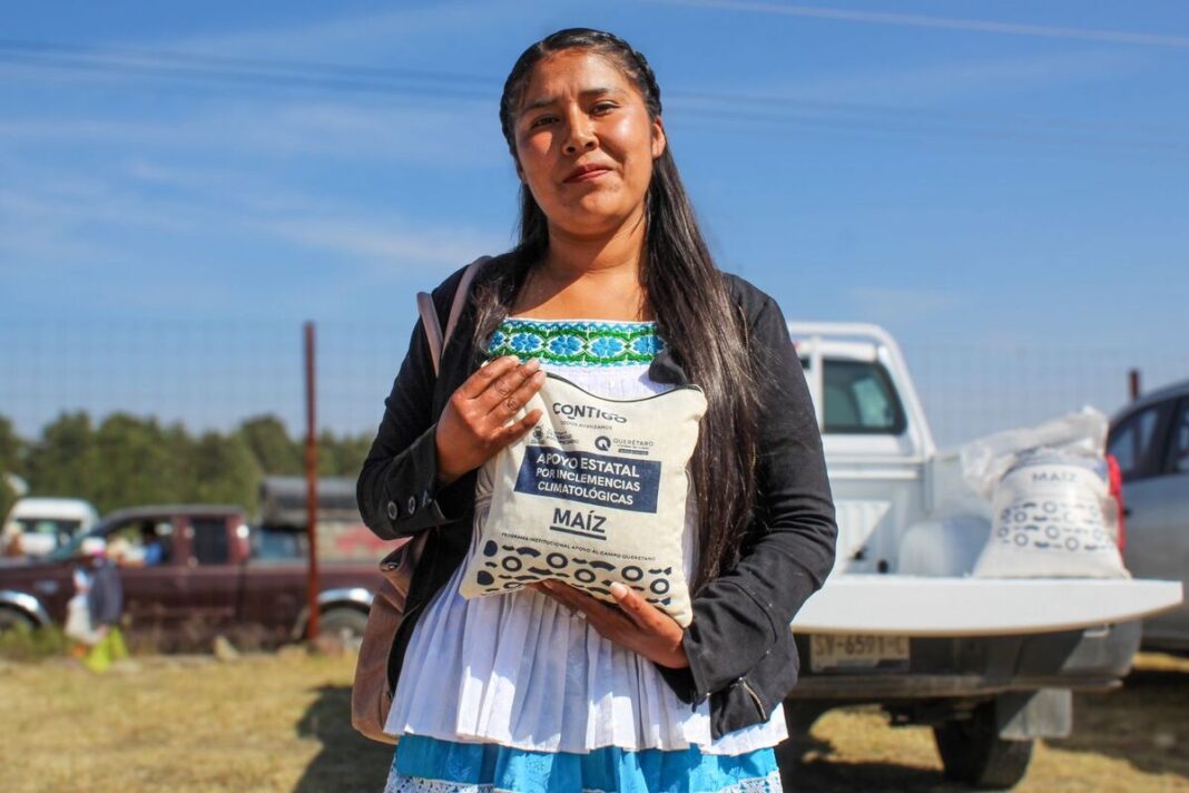 Realiza SEDEA entrega de maíz a productores amealcenses Borrador automático