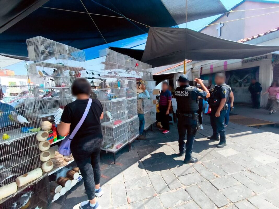 Rescata PROFEPA 111 animales silvestres en acciones contra el tráfico ilegal de fauna, en Querétaro Nacional II Rescata PROFEPA 111 animales silvestres en acciones contra el tráfico ilegal de fauna, en Querétaro